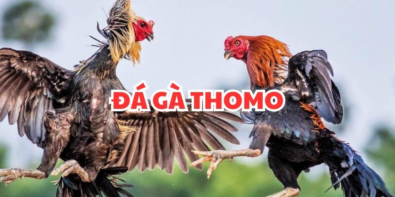 Các trận đá gà Thomo được phát sóng trên nhiều nền tảng