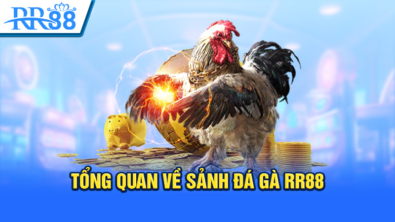 Tổng quan về sảnh đá gà RR88