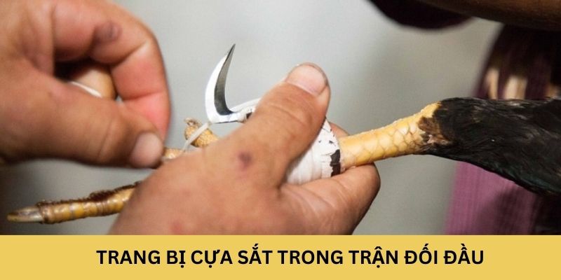 Trang bị cựa sắt trong trận đối đầu