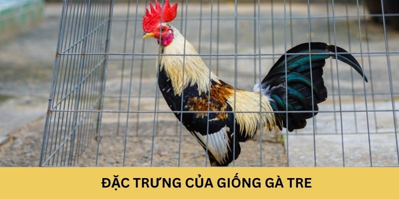 Đặc trưng của giống gà tre